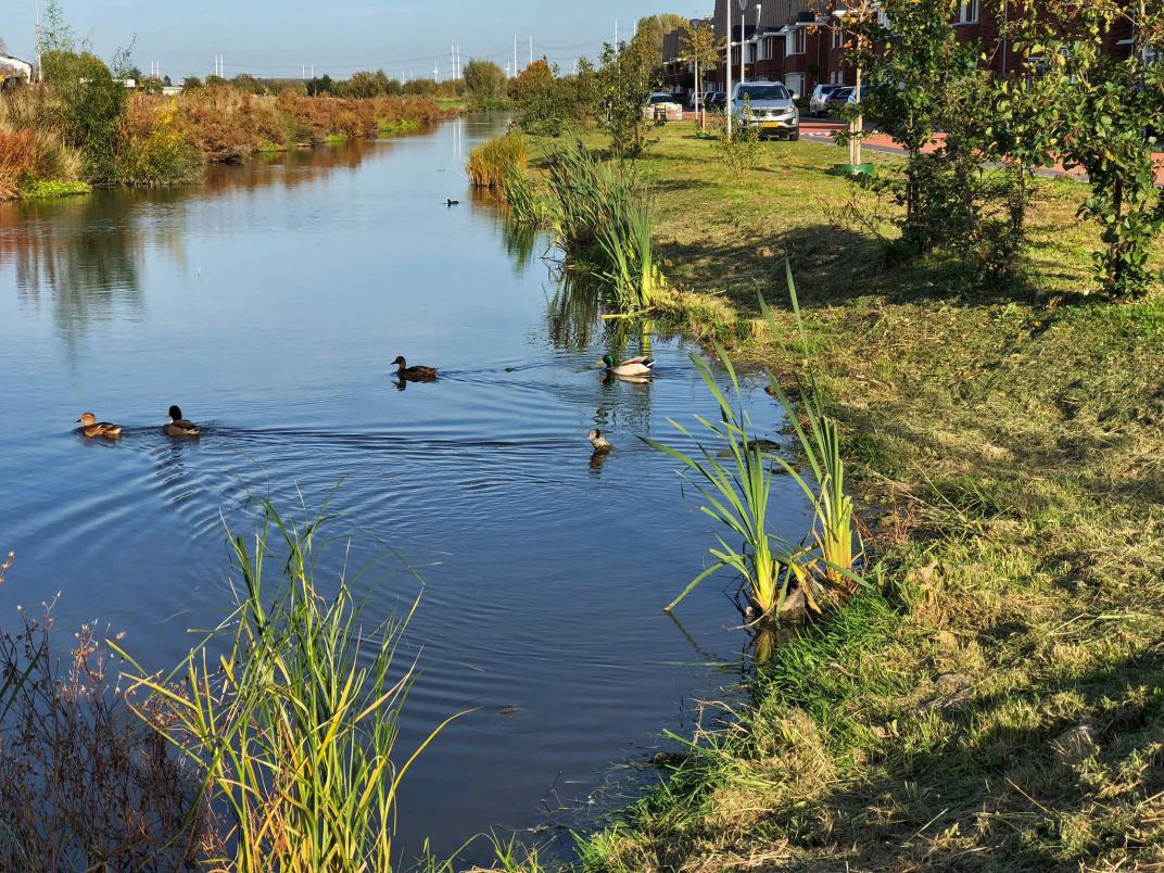 Sloot met oevers waarop natuur kan ontstaan