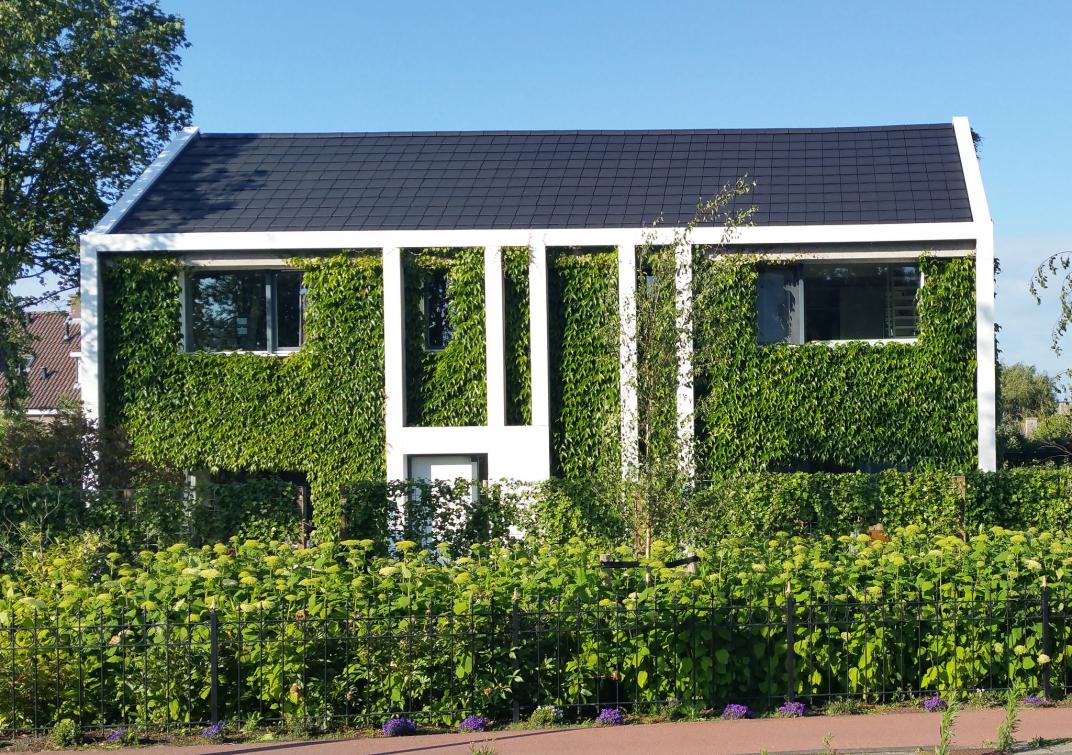 Huis begroeit met planten