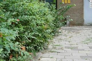 Het snoeien van over verharding groeiende heesters niveau b