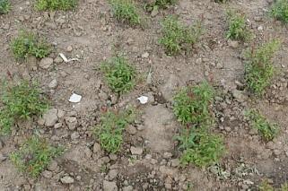 Het verwijderen van fijn zwerfafval uit beplanting niveau A
