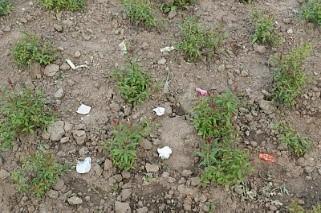 Het verwijderen van fijn zwerfafval uit beplanting, niveau B