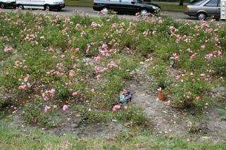 Het verwijderen van grof zwerfafval uit beplanting, niveau B