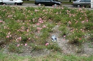 Het verwijderen van grof zwerfafval uit beplanting niveau A
