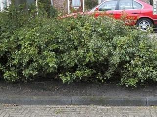 Het verwijderen van onkruid uit algemene beplanting, niveau Aplus