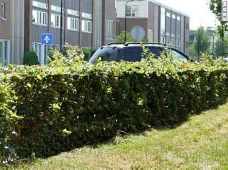 Snoeien van hagen niveau B