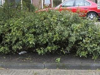 Onkruid beplanting, niveau A